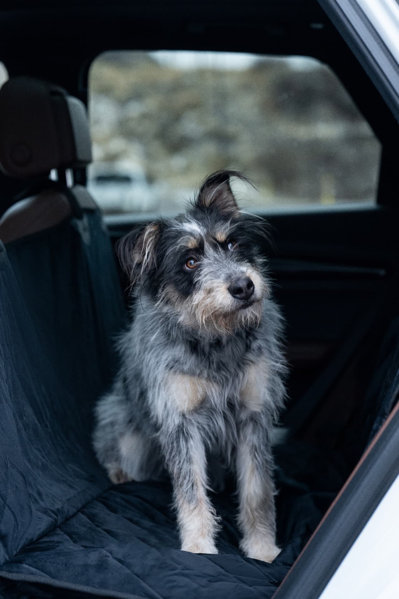 Plush Paws shelter dog partnership lifestyle shoot, car seat covers styled with a rescue dog