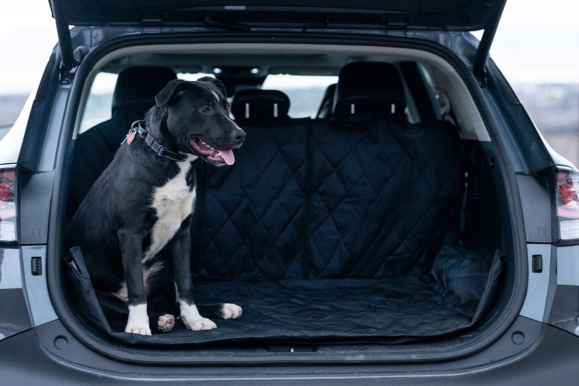 Plush Paws shelter dog partnership lifestyle shoot, a dog modeling car seat covers