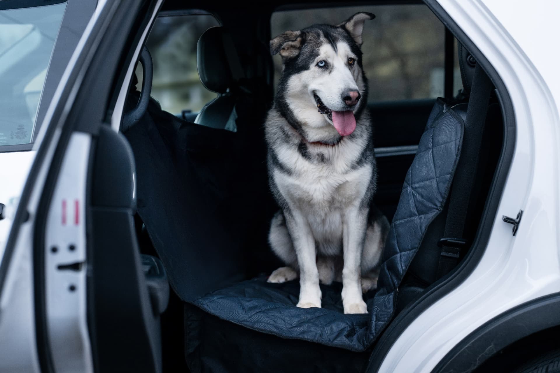 Plush Paws shelter dog partnership lifestyle shoot, a rescue dog with car seat covers